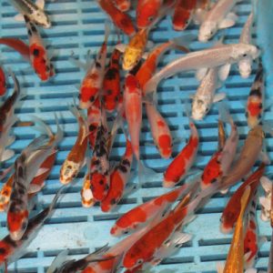 5 x 3-4'' Selected Grade Koi 