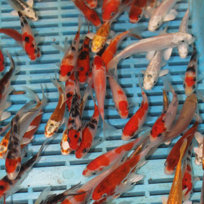 20 x 3-4'' Selected Grade Koi