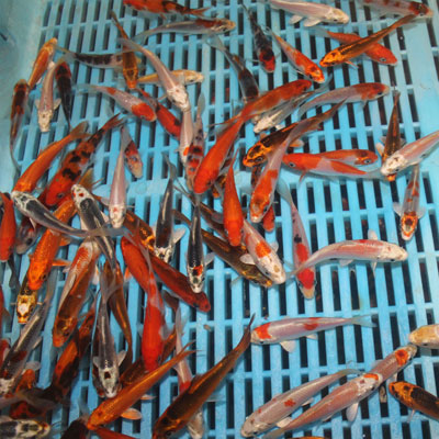 25 x 2-3" Standard Grade Koi