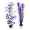 Purple Kelp Plants Medium