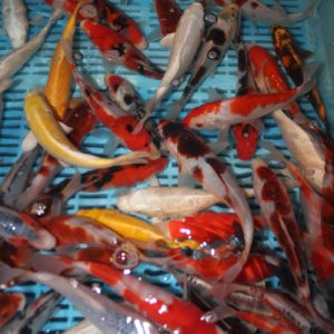 KOI CARP