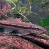 Algae Eater