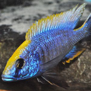 Apache Peacock 7-8cm