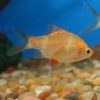 Albino Tiger Barb M/L
