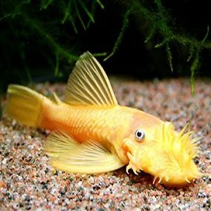 Albino Bristlenose Pleco TANK BRED SMALL