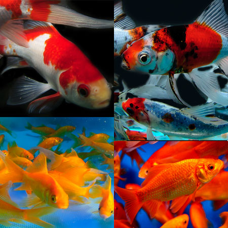 2-3'' Assorted Goldfish Mix of 50 - Aquatics To Your Door