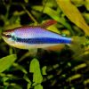 Blue Emperor Tetra