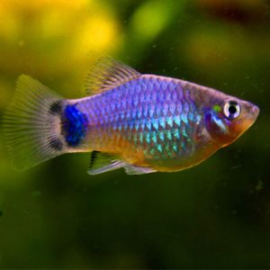 Blue Platy