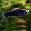 Black Swordtail