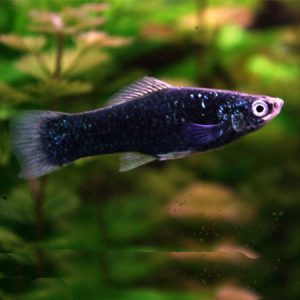 Black Swordtail