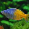 Boesmani Rainbow 6cm