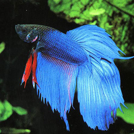 Blue Siamese Fighter - Aquatics To Your Door