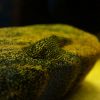 Borneo Sucker Loach small