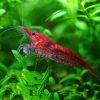 Cherry Fire Shrimp