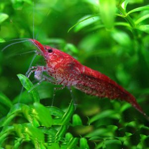 Cherry Fire Shrimp