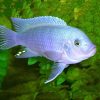 Cobalt Blue Zebra 4/6cm
