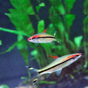 Denison Barb 6/7cm SPECIAL OFFER