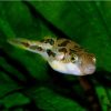 Dwarf Yellow Puffer