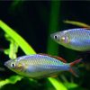 Dwarf Neon Rainbow
