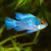 Electric Blue Ram 3/4cm