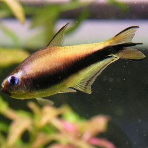 Emperor Tetra