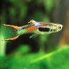 Endler's Guppy (Orange Male)