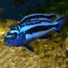Electric Blue Johanni 4/6cm