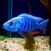Electric Blue Cichlid 4/6cm