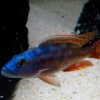 Fusco Haplochromis