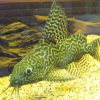 Featherfin Catfish Small SPECIAL OFFER