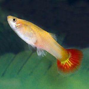 tropical fish delivered to your home