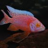 Red Eye Strawberry Peacock  9-11cm