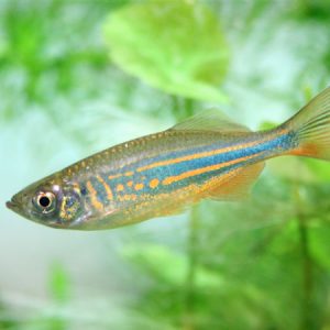 Giant Danio