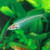 Glass Cat Fish