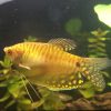 Gold Gourami