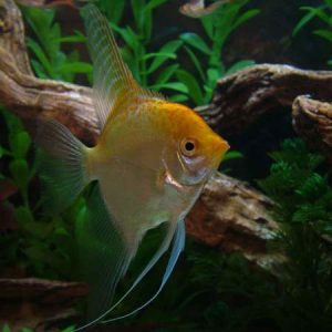Gold Angelfish Sml/Med