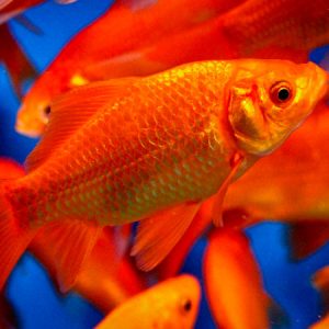 Goldfish 3/4''