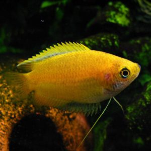 Yellow Honey Gourami