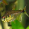 Head and Tail Light Tetra