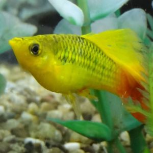 Hifin Rainbow Variatus Platy m/l
