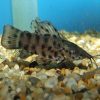 Hoplo Catfish