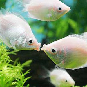 Kissing Gourami