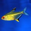 Lemon Tetra