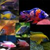 10 x Assorted Peacock Malawi Cichlids 4/6cm