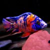 Marble Peacock 7/8cm
