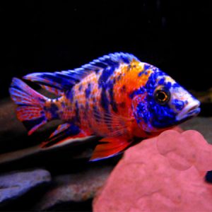 Marble Peacock 9/11cm