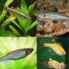 20 x Assorted Danio/Minnow