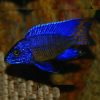 Nagara Peacock 4-6cm
