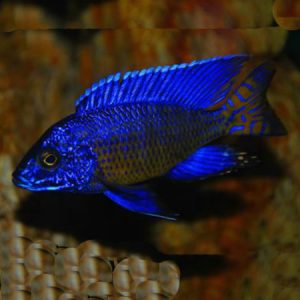 Nagara Peacock 4-6cm