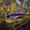 Ottocinclus